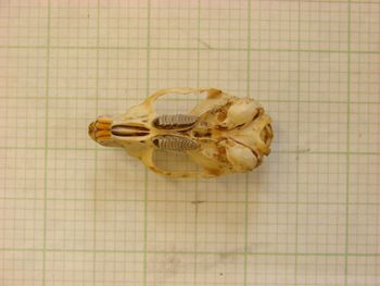 Media type: image;   Mammalogy 26348